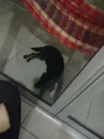 Fenrir