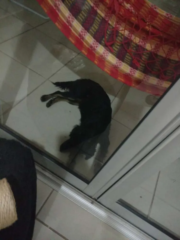 Cachorro ra a Sem raça definida idade  nome Fenrir