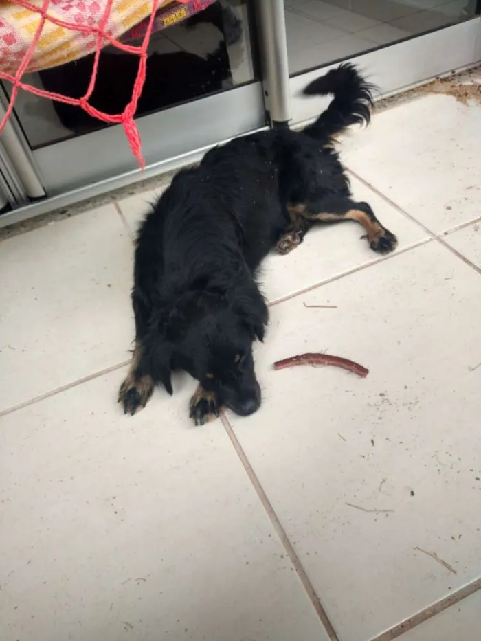 Cachorro ra a Sem raça definida idade  nome Fenrir