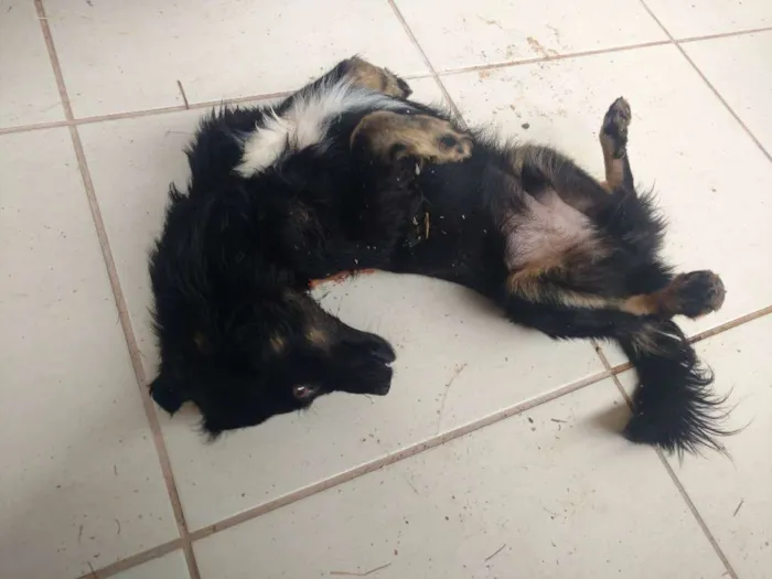 Cachorro ra a Sem raça definida idade  nome Fenrir