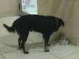 Fenrir