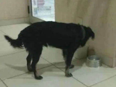 Cachorro ra a Sem raça definida idade  nome Fenrir