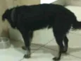 Fenrir