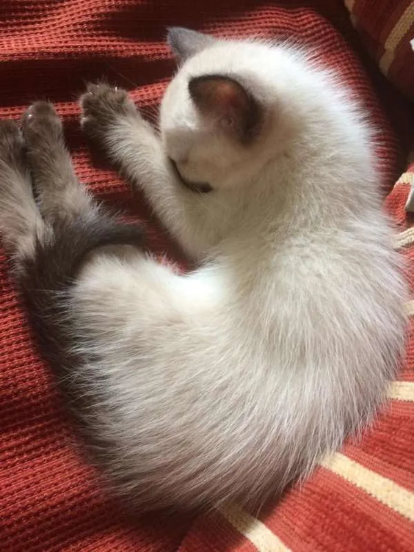 Gato ra a srd idade 2 a 6 meses nome sem nome