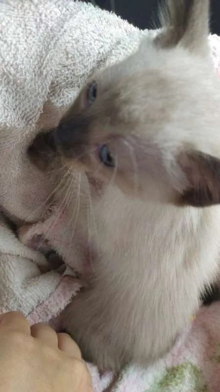 Gato ra a srd idade 2 a 6 meses nome sem nome