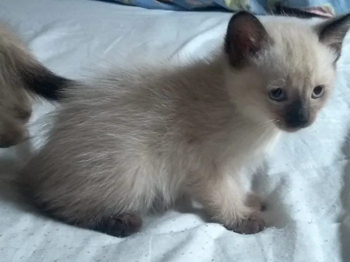 Gato ra a srd idade 2 a 6 meses nome sem nome