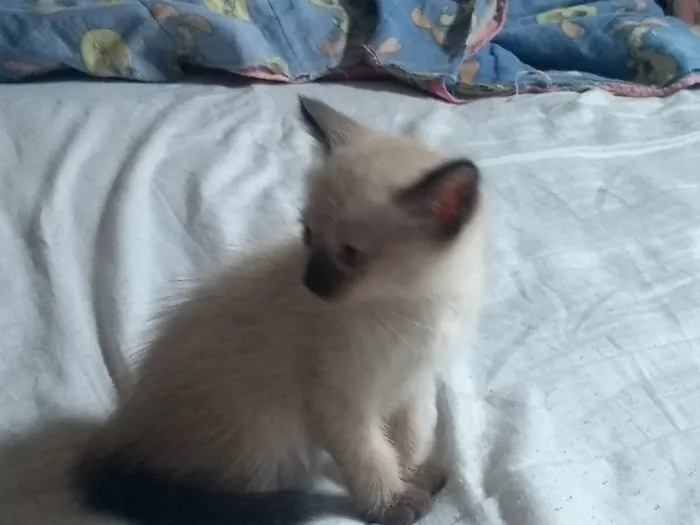 Gato ra a srd idade 2 a 6 meses nome sem nome