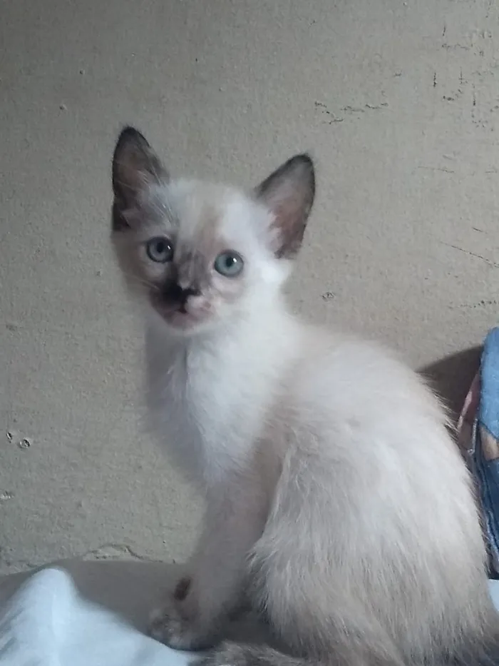 Gato ra a srd idade 2 a 6 meses nome sem nome