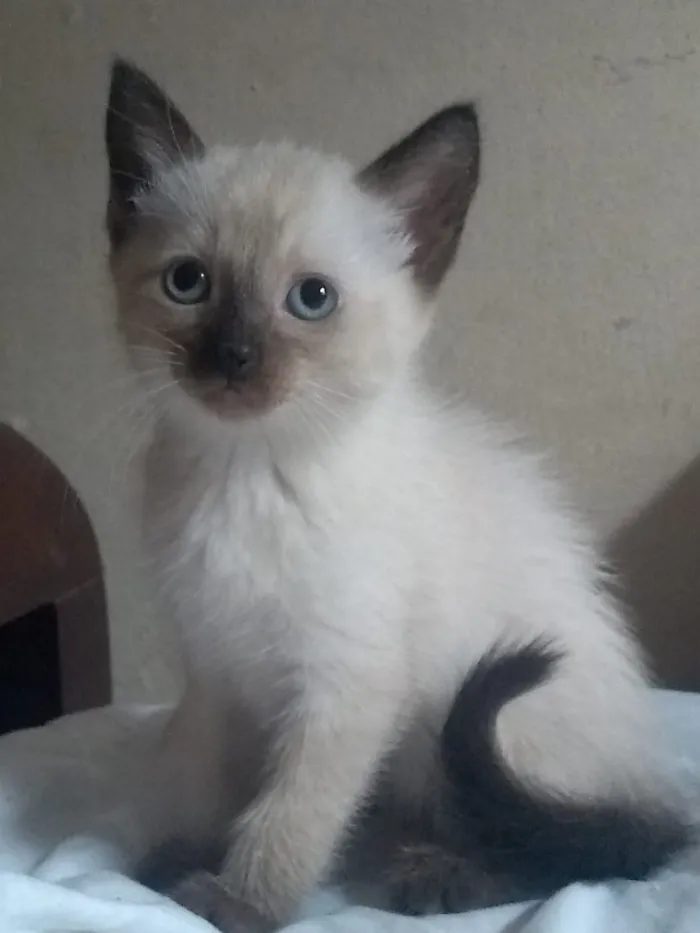 Gato ra a srd idade 2 a 6 meses nome sem nome