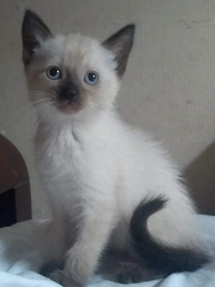 Gato ra a srd idade 2 a 6 meses nome sem nome