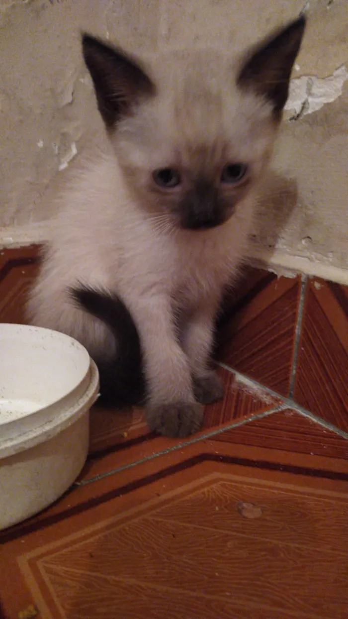Gato ra a srd idade 2 a 6 meses nome sem nome
