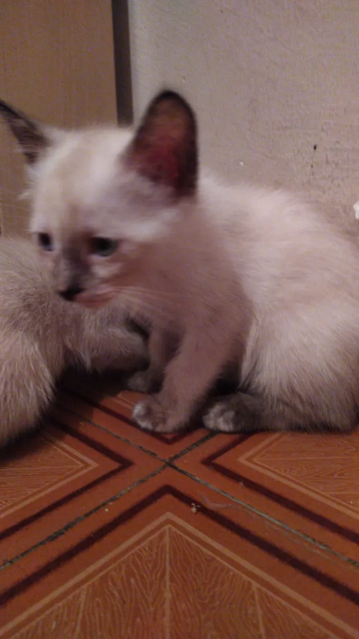 Gato ra a srd idade 2 a 6 meses nome sem nome