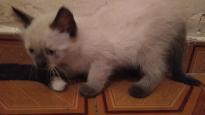 Gato ra a srd idade 2 a 6 meses nome sem nome