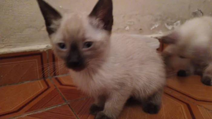 Gato ra a srd idade 2 a 6 meses nome sem nome