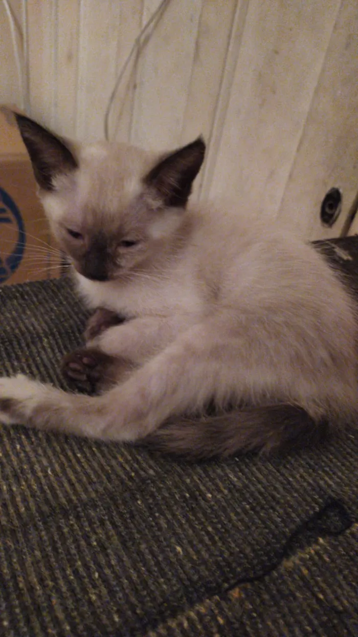 Gato ra a srd idade 2 a 6 meses nome sem nome