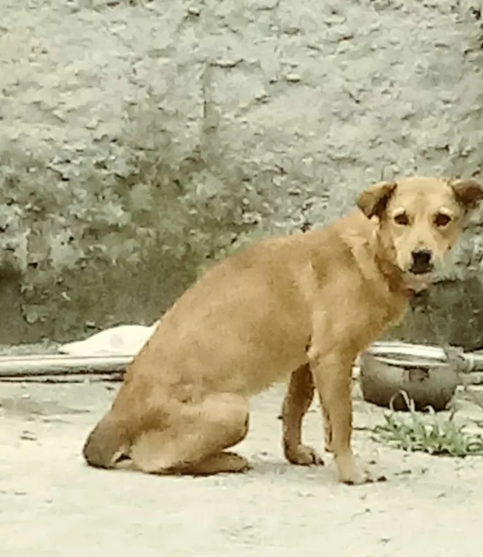 Cachorro ra a Akita/ vira lata idade 7 a 11 meses nome Laradin