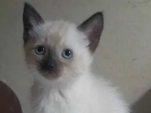 Gato raça srd idade 2 a 6 meses nome sem nome