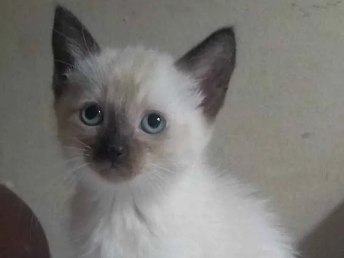 Gato ra a srd idade 2 a 6 meses nome sem nome