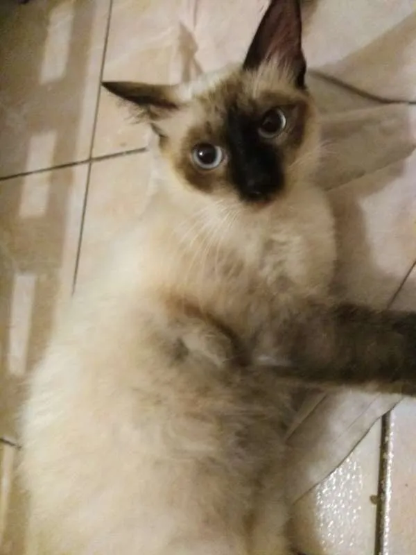 Gato ra a Siamês idade 1 ano nome Leona