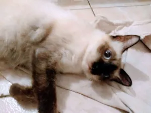 Gato raça Siamês idade 1 ano nome Leona