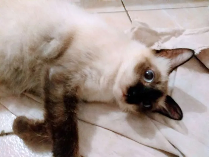 Gato ra a Siamês idade 1 ano nome Leona