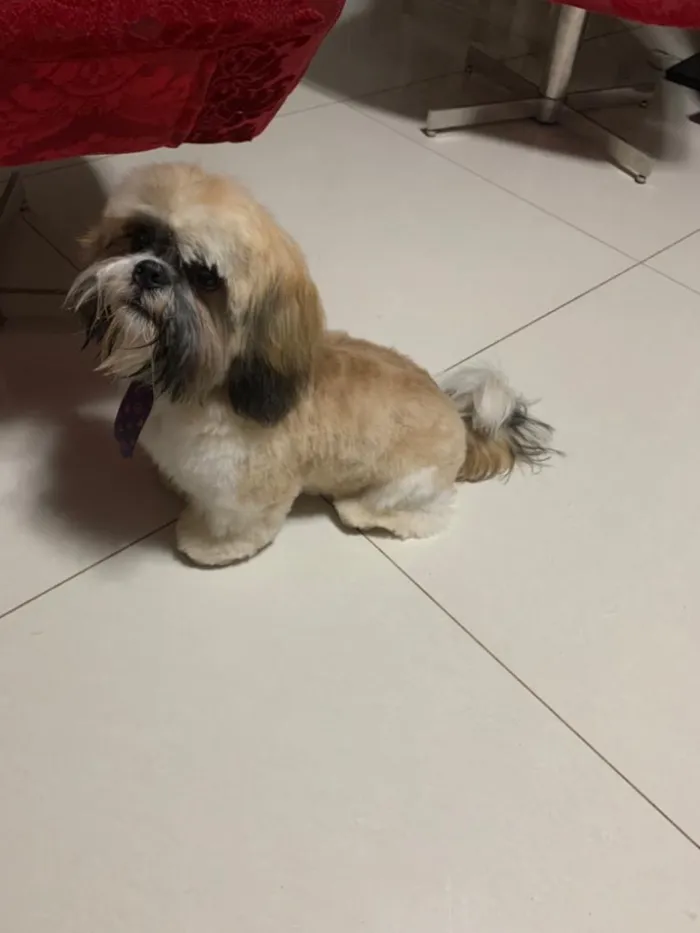 Cachorro ra a Shih-tzu idade 7 a 11 meses nome Link 