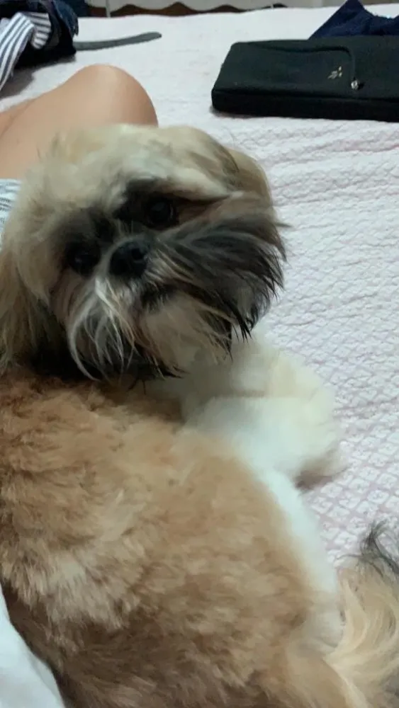 Cachorro ra a Shih-tzu idade 7 a 11 meses nome Link 