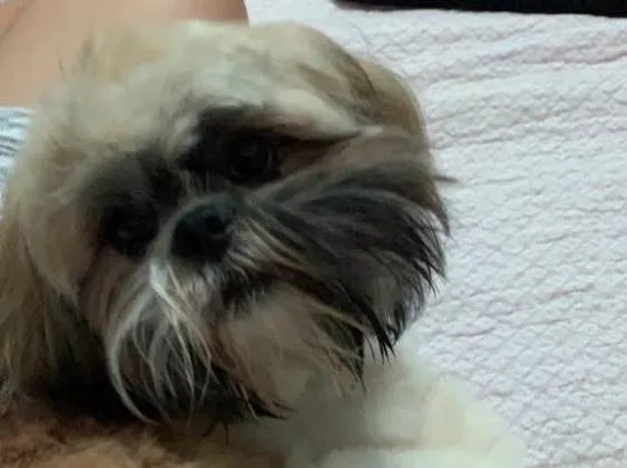 Cachorro ra a Shih-tzu idade 7 a 11 meses nome Link 