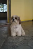 Guto