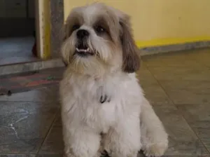Cachorro raça Shitszu  idade 1 ano nome Guto