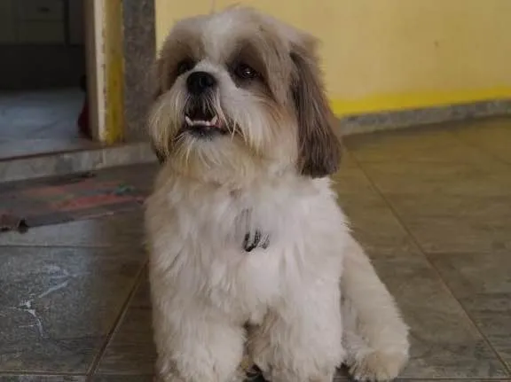 Cachorro ra a Shitszu  idade 1 ano nome Guto
