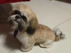 Cachorro raça Shih-tzu idade 7 a 11 meses nome Link 