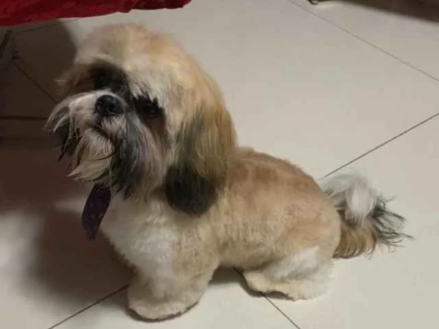 Cachorro ra a Shih-tzu idade 7 a 11 meses nome Link 