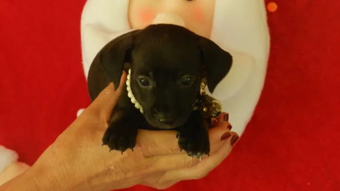Cachorro ra a Vira -lata idade Abaixo de 2 meses nome 01