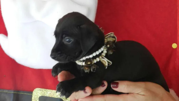 Cachorro ra a Vira -lata idade Abaixo de 2 meses nome 01