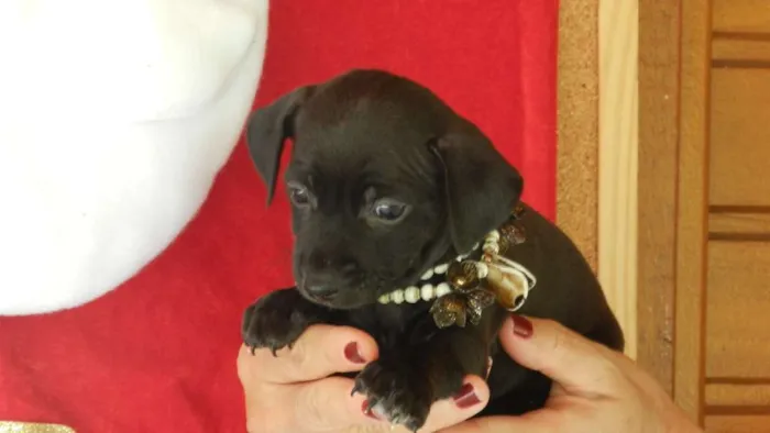 Cachorro ra a Vira -lata idade Abaixo de 2 meses nome 01