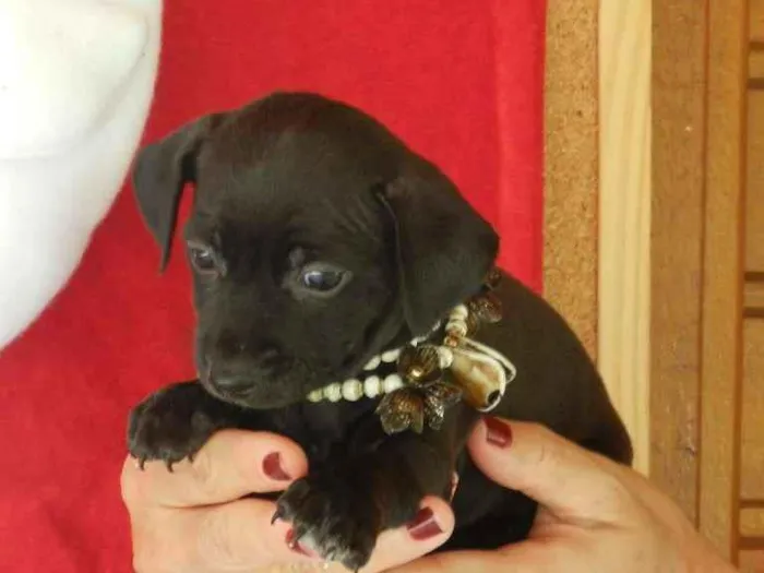 Cachorro ra a Vira -lata idade Abaixo de 2 meses nome 01