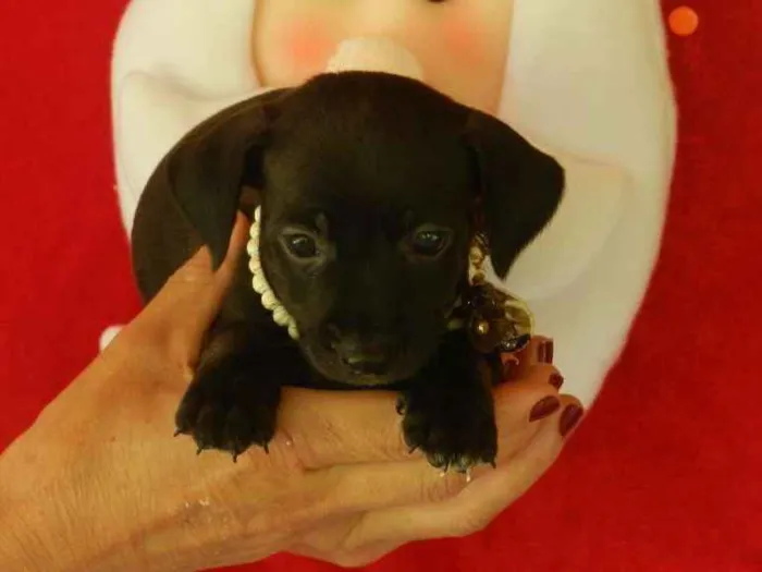 Cachorro ra a Vira -lata idade Abaixo de 2 meses nome 01