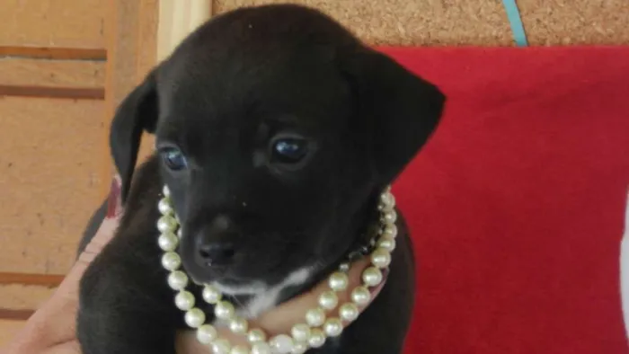 Cachorro ra a Vira-lata idade Abaixo de 2 meses nome 02