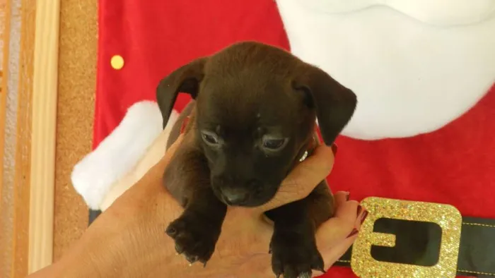 Cachorro ra a Vira-lata idade Abaixo de 2 meses nome 03