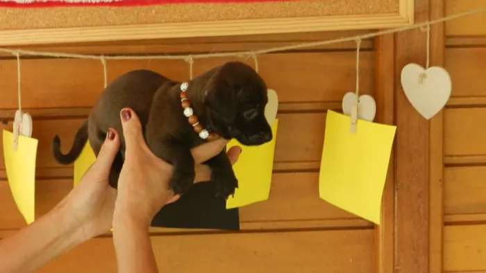 Cachorro ra a Vira-lata idade Abaixo de 2 meses nome 03