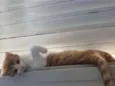 Pipoca