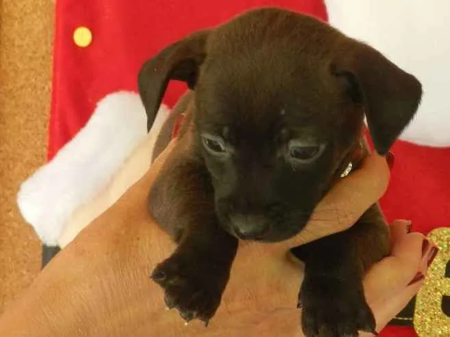 Cachorro ra a Vira-lata idade Abaixo de 2 meses nome 03