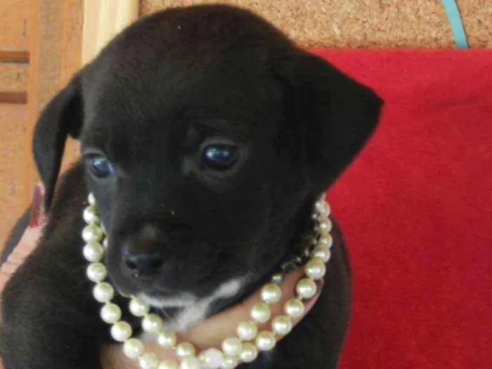 Cachorro ra a Vira-lata idade Abaixo de 2 meses nome 02