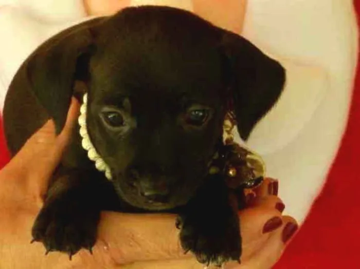 Cachorro ra a Vira -lata idade Abaixo de 2 meses nome 01