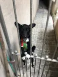Cachorro raça Não tem idade 7 a 11 meses nome Negão 