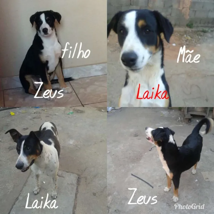 Cachorro ra a Srd idade 6 ou mais anos nome Laika e Zeus
