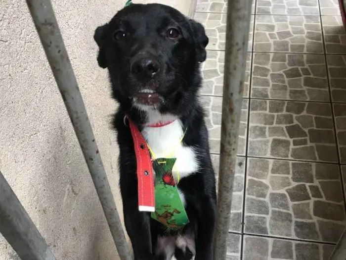 Cachorro raça Não tem idade 7 a 11 meses nome Negão 