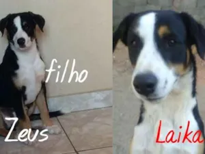 Cachorro raça Srd idade 6 ou mais anos nome Laika e Zeus