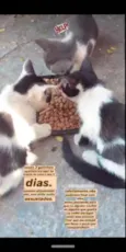 Não tem